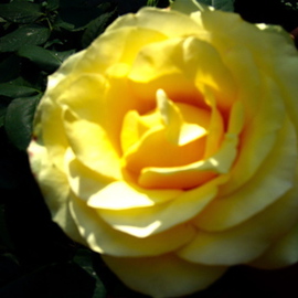 Luise Andersen: 'LAST YELLOW ROSE In Paulines Sanctuary', 2007 Color Photograph, Floral. Artist Description: Exquisite roses in her terrace garden. .  from white to red. . pinks. .  This one specially' caught' the light. . and is the last perfect large yellow rose. . .  ...