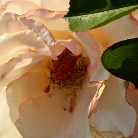 Luise Andersen: 'Mignon s Rose I  First Of APRIL 2015', 2015 Color Photograph, Floral. Artist Description:  * * Please, zoom in on her beautiful core. April 1,2015- on way back to residence, passed a to my eyes' familiar' garden. . through the gate, spotted this Rose. . her others, I had taken days before. . had dropped their petals. . could not resist, squeeze camera/ iphone 6 , ...