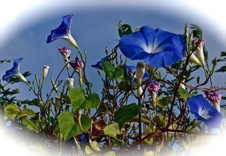 Luise Andersen: 'Morning Glory I', 2012 Color Photograph, Cats.   November 2012- - . . . the magnificent blue tones. . and pinks. . delicate white. . their open challis like form. . hmm. . so delicate, beautiful. . elegant in form. . so are their leaves. . . . and once you plant them. . and they establish themselves in ground here in Southern California easily. . they spread like 'wild fire' . . . . for many a...