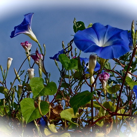 Luise Andersen: 'Morning Glory I', 2012 Color Photograph, Cats. Artist Description:   November 2012- - . . . the magnificent blue tones. . and pinks. . delicate white. . their open challis like form. . hmm. . so delicate, beautiful. . elegant in form. . so are their leaves. . . . and once you plant them. . and they establish themselves in ground here in Southern California easily. . they spread like 'wild fire' . . . . for ...