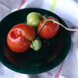 Luise Andersen: 'ODD PICKINGS   Tomatoe Series  On Glass On Copper No One Green', 2007 Color Photograph, Still Life. Artist Description:  WELL YES. .  YOU ARE RIGHT . . BRIGHT COLORS WITH MIGNON IS. .  NOSEDIVE INSIDE. .  BUT. . I FIGHT IT. . WITH BRIGHTS. . BEAUTIFUL HUES. . AND FORMS. . GLENN BRIGGS, WHO YOU ARE FAMILIAR WITH BY NOW FROM MY ART ON FIRE GLASS WORKSHOP- HE PUTS MY WORKS IN THE KILN FOR ME, AND ...