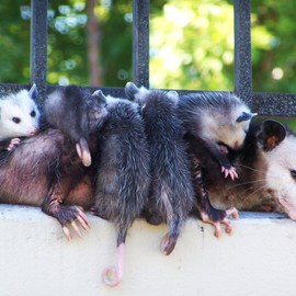 Luise Andersen: 'OPOSSUM MOM Taking  Break In Prak I', 2011 Color Photograph, Animals. Artist Description:  . . . was going to be 107 degress. . already hot in early morning on 2 miles regular walk around park. . gardener day today. . mowers. . blowers. . couple years now, we see familiar faces. . exchange smiles and greetings. . when we meet. . always courteous. . they stop their machines. . and let us walk by. . ...