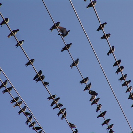 Luise Andersen: 'PIGEONS ON THEIR WIRES', 2008 Color Photograph, Birds. Artist Description:  Since weeks now. . I see them sit on same wires on my morning hike with my friends Goldie, Pauline and Jack. . My longtime friends take off up the hills. . while Goldie, their beautiful dog ( see my portfolio) , mozie wayy behind them. . look at all kind of things. . clouds. . ...