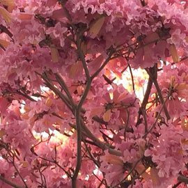 Luise Andersen Artwork PINKS III February 2015, 2015 Color Photograph, Trees