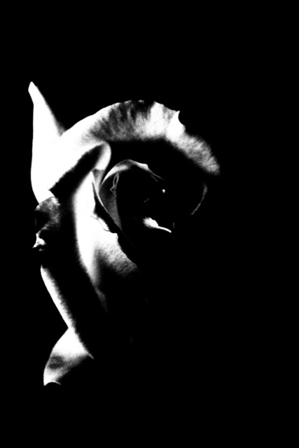 Artist Luise Andersen. 'PINK Rose Series VIII  Love Dance II' Artwork Image, Created in 2008, Original Fiber. #art #artist