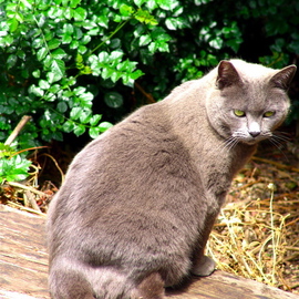 Luise Andersen: 'PRISSY  Feline II  in Series', 2008 Color Photograph, Cats. Artist Description:  SO HERE SHE IS. . THE EMPRESS OF THE BACKYARD GARDEN. . . JUST TRYING TO GET AWAY FROM MY THING ( camera) IN MY FACE. . AND GIVES ME A LOOK BACK. . SITS JUST FOR A SECOND OR TWO. .  LOOK AT HER EXPRESSION IN EYES. . SHE 'KNOWS' . . WHAT I DO NOT. . 16. ...