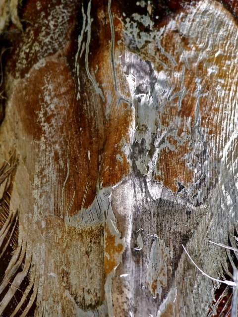 Artist Luise Andersen. 'Palm Tree Bark MIG SUL II' Artwork Image, Created in 2012, Original Fiber. #art #artist
