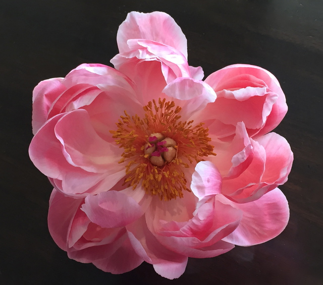 Luise Andersen  'Peonie Flower MAY 16 2015', created in 2015, Original Fiber.