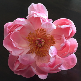 Luise Andersen: 'Peonie Flower MAY 16 2015', 2015 Color Photograph, Floral. Artist Description:  . . so beautiful . . light touched them just right through the windows. . placed on the tables of Khunyai  ( must check exact name again) . Restaurant in Fontana. . . . they reminded me also of Magnolia flowers. . my mother had several Peonie plants ( like bushes. . and huge, gorgeous  blossoms. . but more cup like. . in ...