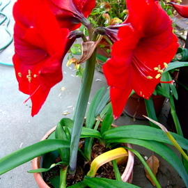 Luise Andersen: 'RED AMARYLLIS  Is In Bloom In Paulines Sanctuary', 2007 Color Photograph, Floral. Artist Description: This flower opened at last. .  We waited. .  The' buds' looked so' fat' and big. .  and look! at this. . .  You notice the perfect form. . saturated color of red. .  touched by darks. . and this iridescent pink that shows when sunlight has a glare on it. . You loved the white Amaryllis. .  ...
