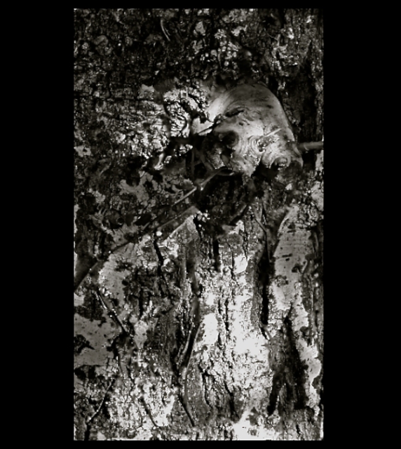 Artist Luise Andersen. 'TREE BARK The Spell Of I OCTTWTWOOTWLVE' Artwork Image, Created in 2012, Original Fiber. #art #artist