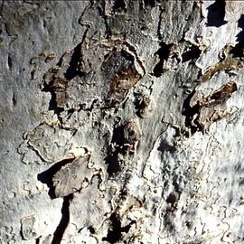 Luise Andersen: 'TREE TRUNK Imagery I MIGEXTR', 2013 Color Photograph, Abstract. Artist Description:        from Nov. 13,2013- -* * size mentioned here for uploading purposes only.      size for uploading purpose only. ...