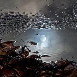 Luise Andersen: 'Winter Rain I   Reflections In  Rain Puddles', 2012 Color Photograph, Other. Artist Description:  . . walking in intermittent Rain. . clouds brake and light urges through. . rain puddles intrigue my eyes. . is the for me 'magic' of light and darks. . images. . textures. . mood. .* * size for uploading purpose only. . copies at present not available . . ...