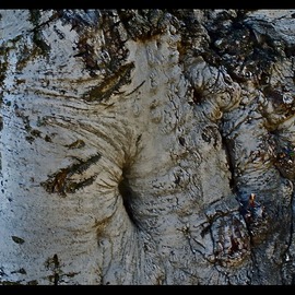 Luise Andersen: 'bark of tree I MayTwentyTwo', 2013 Color Photograph, Trees. Artist Description:   . . love trees. . . their personalities. . beauty. . . intriguing forms. . textures. . their bark leads me towards discoveries. . faces. . figures. . sensual forms. . fantasy journey. . . . .* * size for uploading purpose onlycopies not available at present. . . . but soon. . ...