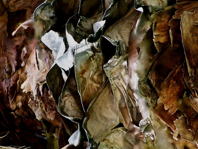 Artist Luise Andersen. 'Digital Process From Orig Photograph OF EUCALYPTUS TREE BARK April ThrtnOTwelve' Artwork Image, Created in 2012, Original Fiber. #art #artist