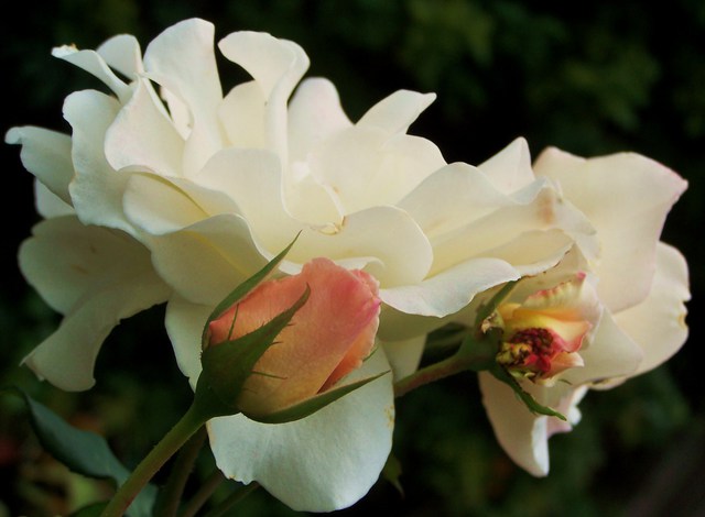 Luise Andersen  'Feel Of Light In Beautiful White Roses I', created in 2011, Original Fiber.