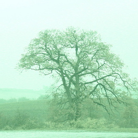 Anya Knoche Artwork The Tree, 2008 Other Photography, New Age