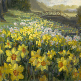 Daffodils at Mona Vale By Livia Dias