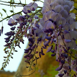 Wisteria By Laurie Delaney