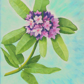 Lora Vannoord: 'Rododendrom', 2011 Oil Painting, Floral. Artist Description:  Original oil painting of the Flower in my garden. Includes a 1 inch wooden frame ...