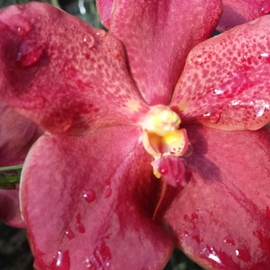Jerry Schole: 'red plus', 2020 Color Photograph, Floral. Artist Description: One of many types of orchids I grow and sell under Mad Happenings this Vanda is a wonder mix of reds and a little more. ...