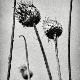 Jaromir Hron: 'Headers', 2011 Black and White Photograph, Floral. Artist Description:  detail, floral, nature, monochrome, black& white      ...