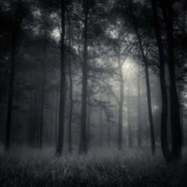 Jaromir Hron: 'deep forest', 2010 Black and White Photograph, nature. Artist Description:  forest, autumn, mist, monochrome, melancholy, b& w ...