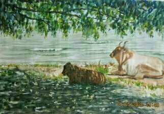 Mary Jean Mailloux: 'brahmain bathers', 2020 Watercolor, Beach. Cooling off by the shore under a shady tree, these Brahmain beauties took refuge from the sun on lake Nicaragua.  ...
