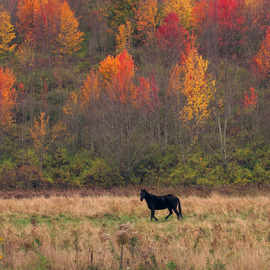 Charles Baldwin: 'black horse autumn color', 2019 Digital Photograph, Nature. Artist Description: I was driving through the hills of Pennsylvania and found this panorama. ...
