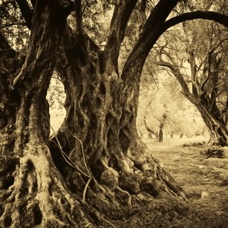 Manolis Tsantakis: 'old olive trees', 2016 Black and White Photograph, Trees. old olive trees, olive trees, olives, ancient trees, sepia, black and white, fine art...