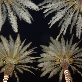 Palms with Personality By Marcia Treiger