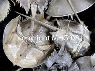 Marcia Geier: 'Horseshoe Crabs', 2008 Color Photograph, Beach. 16x20 digital image printed on aluminum. wooden blocks on back for hanging and floating off the wall. ...