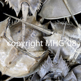 Marcia Geier: 'Horseshoe Crabs', 2008 Color Photograph, Beach. Artist Description: 16x20 digital image printed on aluminum. wooden blocks on back for hanging and floating off the wall. ...