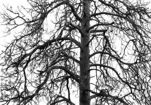 Artist Michael Easton. 'Ponderosa Pine' Artwork Image, Created in 1999, Original Photography Black and White. #art #artist