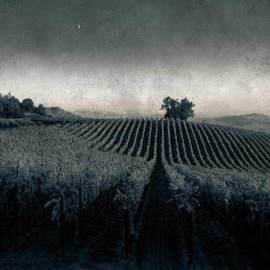 Michael Regnier: 'Moonlight in the Vineyard', 2010 Black and White Photograph, Landscape. Artist Description:    vineyard, vineyards,   ...