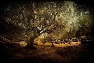 Michael Regnier: 'Olive Grove Panoramic', 2010 Color Photograph, Landscape.  Greece, Olive Grove ...