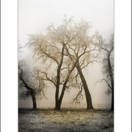Russell Hansen: 'Embrace', 2007 Color Photograph, Christian. Artist Description:  Two trees have grown together locked in a natural 