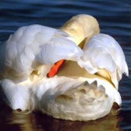 Beatrice Van Winden: 'Grooming Swan', 2005 Color Photograph, Wildlife. Artist Description: Photo on canvas. This photo was scanned on a canvas and varnished by a professional printer. It can be bought streach or not. ...