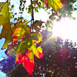 Nancy Bechtol: 'Leaves rally to sun', 2012 Color Photograph, Beauty. Artist Description: fall, shadow, bechtol...