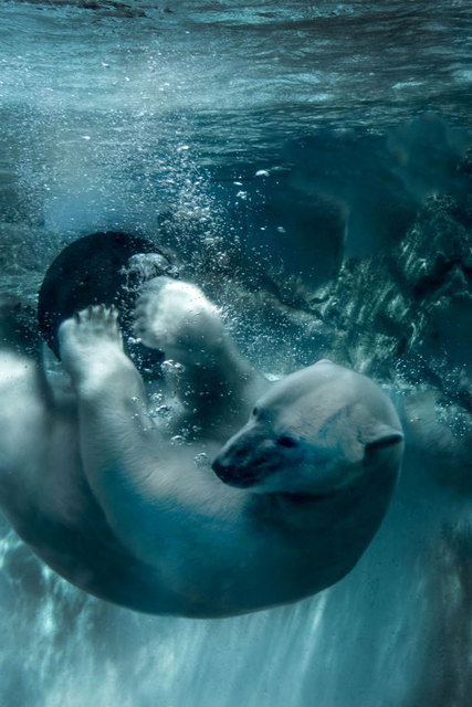Artist Nancy Bechtol. 'Polar Bear Blue  Zoo Beings Series' Artwork Image, Created in 2015, Original Photography Mixed Media. #art #artist