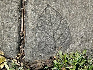 Nancy Bechtol: 'leaf in cementurban myth', 2012 Color Photograph, Urban.  fall, shadow, leaf embossed, cement ...