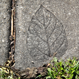 Nancy Bechtol: 'leaf in cementurban myth', 2012 Color Photograph, Urban. Artist Description:  fall, shadow, leaf embossed, cement ...