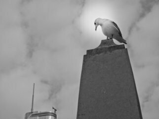 Nancy Bechtol: 'seagull and buildings II', 2013 Black and White Photograph, Animals. Framed at 16x 20
