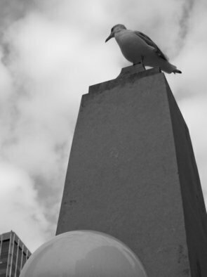 Nancy Bechtol: 'seagull and buildings IV', 2013 Black and White Photograph, Animals. bird, seagull, Chicago, river, buildings, black white, photo, nancy bechtol, stellarstatue purple...