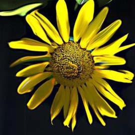 Nancy Bechtol: 'sunflower painted', 2003 Other Photography, Floral. Artist Description: sunflower series...
