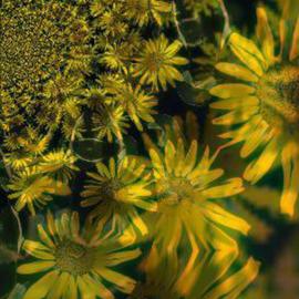 Nancy Bechtol: 'sunflower vortex', 2003 Other Photography, Floral. Artist Description: sunflower series...