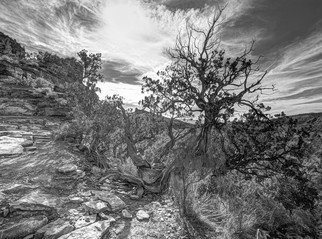 Stephen Robinson: 'The Mystical Tree', 2012 Black and White Photograph, Landscape. Magic is the way to describe the scene before me on the Cathedral Rock Trail in Sedona.  The tree lives beside the trail overlooking its majestic setting. ...