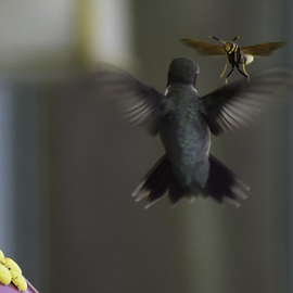 Stephen Robinson: 'hummingbird and wasp', 2015 Color Photograph, Animals. Artist Description: A rare photo of a hummingbird defending a feeder from a wasp.  The photo was taken in Jerome, Arizona, a ghost town near Cottonwood. ...