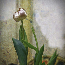 Stephen Robinson: 'tulip', 2017 Digital Photograph, Botanical. Artist Description: Tulip Forced from sleep...