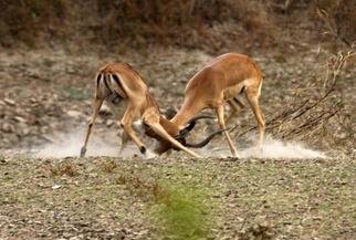 Paula Durbin: 'Fighting Impala', 2003 Color Photograph, Wildlife. These young bucks were practising for dominance next year. Zambia. Canvas Print.  May be printed in other sizes and processes....